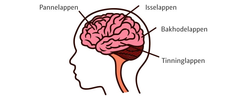 De forskjellige delene av hjernen gjør ulike ting