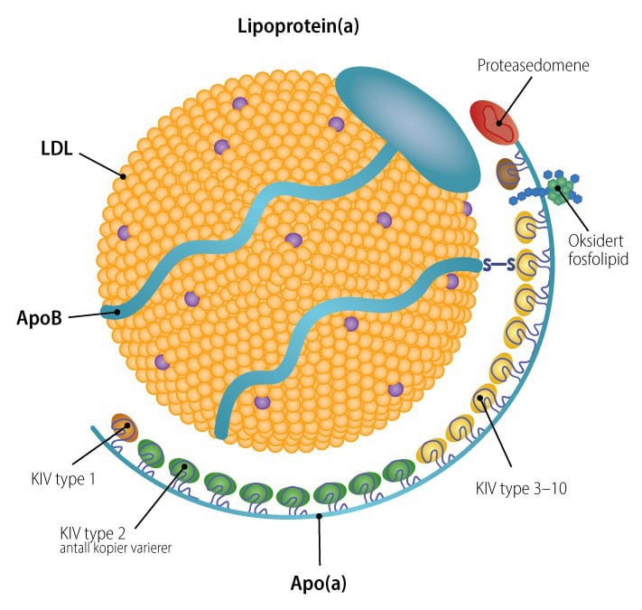 Lipoprotein(a)