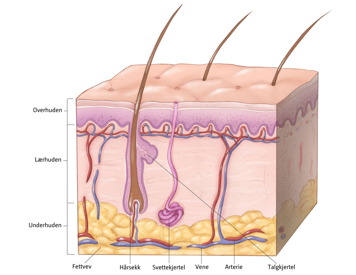 Skjematisk fremstilling av huden